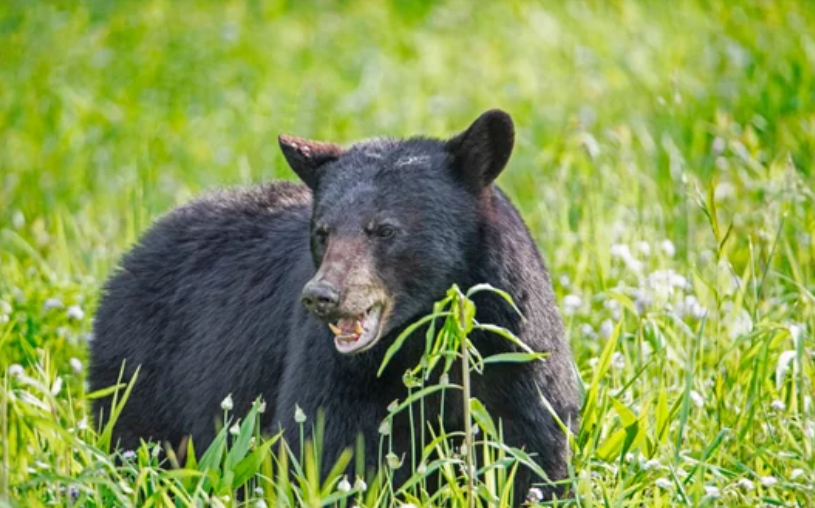 熊に遭遇したらどうする？｜ツキノワグマに襲われた時の体勢と対処法【登山・渓流釣り】