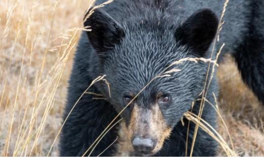 熊に遭遇したらどうする？｜ツキノワグマに襲われた時の体勢と対処法【登山・渓流釣り】
